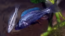 Haplochromis thereuterion
