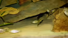 Harpagochromis sp. orange rock hunter
