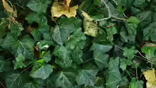 Hedera