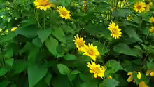 Helianthus decapetalus