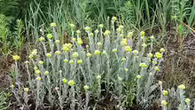 Helichrysum arenarium