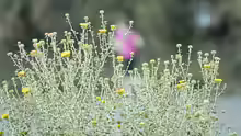 Helichrysum italicum