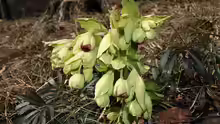 Helleborus foetidus