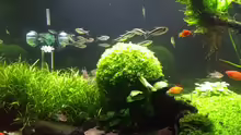 Hemianthus glomeratus
