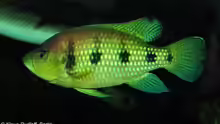 Hemichromis elongatus