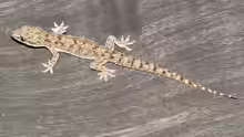 Hemidactylus brookii