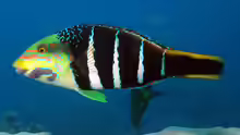 Hemigymnus fasciatus