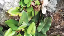 Hemionitis arifolia