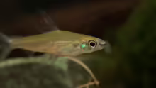 Monostichodus lootensi