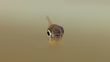 Monostichodus mesmaekersi