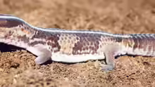Hemitheconyx caudicinctus