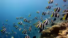 Heniochus diphreutes