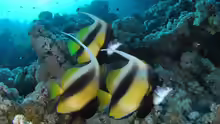 Heniochus intermedius