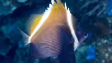 Heniochus varius