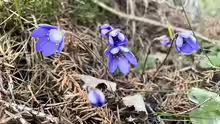 Hepatica nobilis