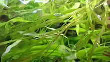 Heteranthera dubia