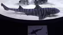 Heterodontus zebra