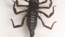 Heterometrus longimanus