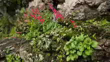 Heuchera sanguinea
