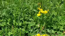 Hieracium lachenalii