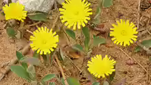 Hieracium pilosella