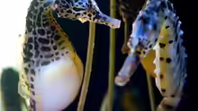 Hippocampus abdominalis
