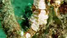 Hippocampus alatus