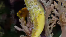 Hippocampus barbouri
