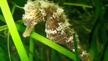 Hippocampus guttulatus