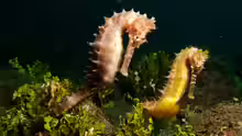 Hippocampus histrix