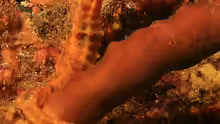 Hippocampus ingens