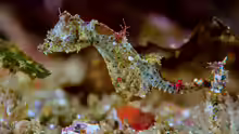 Hippocampus japapigu