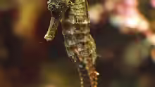 Hippocampus kelloggi