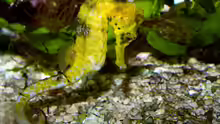 Hippocampus reidi