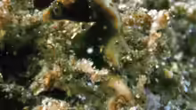 Hippocampus severnsi
