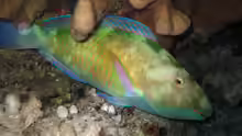 Hipposcarus longiceps