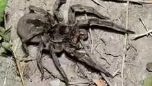 Hogna carolinensis