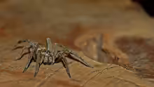 Hogna radiata