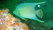 Holacanthus bermudensis