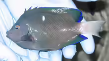 Holacanthus limbaughi