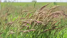 Holcus lanatus