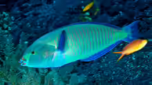 Hologymnosus annulatus