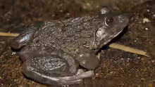 Hoplobatrachus chinensis