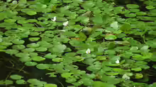 Hydrocharis morsus-ranae