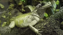 Hydrosaurus weberi