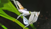 Hymenopus coronatus
