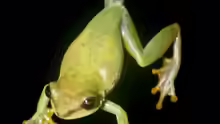 Hyperolius fusciventris