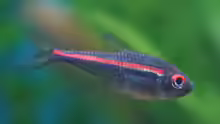 Hyphessobrycon amapaensis