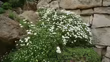 Iberis sempervirens