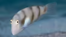Iniistius aneitensis